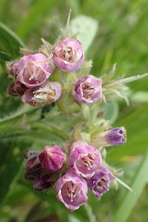 Symphytum officinale \ Gew�hnlicher Arznei-Beinwell / Common Comfrey, D Biebesheim 12.5.2018