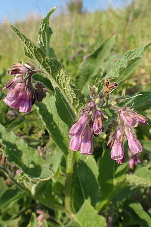 Symphytum officinale \ Gew�hnlicher Arznei-Beinwell / Common Comfrey, D Bergkamen 21.5.2018