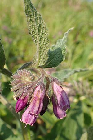 Symphytum officinale \ Gew�hnlicher Arznei-Beinwell / Common Comfrey, D Bergkamen 21.5.2018