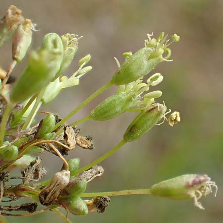 Silene otites \ Ohrl�ffel-Leimkraut / Spanish Catchfly, D Sandhausen 16.8.2019