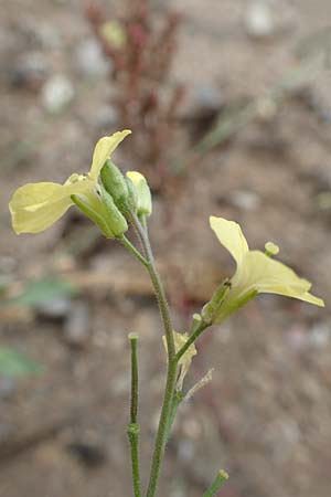 Sisymbrium orientale \ Orientalische Rauke / Eastern Rocket, D Mannheim 15.10.2019