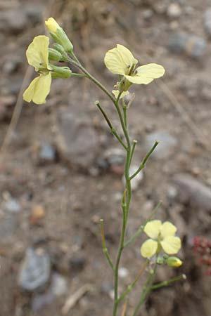 Sisymbrium orientale \ Orientalische Rauke / Eastern Rocket, D Mannheim 15.10.2019