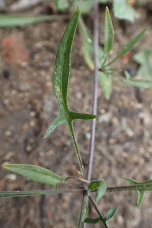 Sisymbrium orientale \ Orientalische Rauke / Eastern Rocket, D Mannheim 15.10.2019