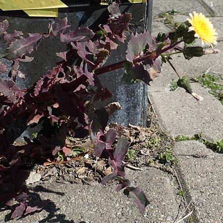 Sonchus oleraceus \ Kohl-G�nsedistel / Smooth Sow-Thistle, D Mannheim 6.4.2020