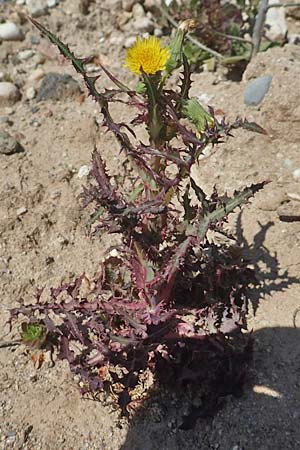 Sonchus asper \ Raue G�nsedistel / Prickly Sow-Thistle, D Mannheim 27.4.2020
