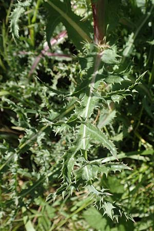 Sonchus asper \ Raue G�nsedistel / Prickly Sow-Thistle, D Kollerinsel 6.5.2020