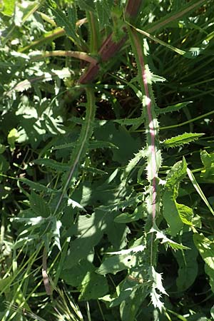 Sonchus asper \ Raue G�nsedistel / Prickly Sow-Thistle, D Kollerinsel 6.5.2020