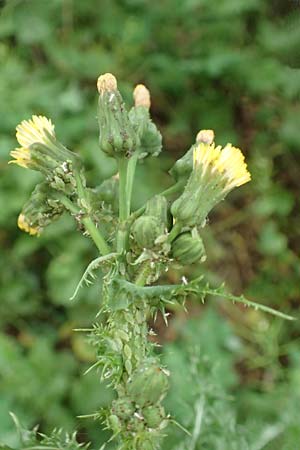 Sonchus asper \ Raue G�nsedistel / Prickly Sow-Thistle, D Mannheim 13.5.2020