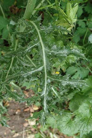 Sonchus asper \ Raue G�nsedistel / Prickly Sow-Thistle, D Mannheim 13.5.2020