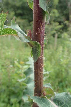 Sonchus oleraceus \ Kohl-G�nsedistel / Smooth Sow-Thistle, D Aachen 9.6.2020