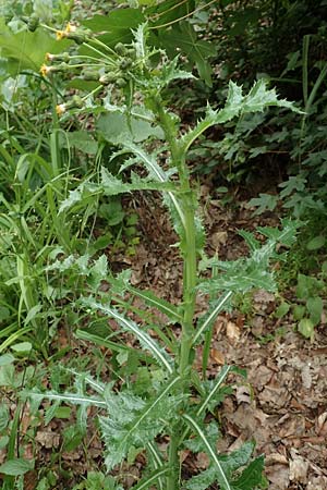 Sonchus oleraceus \ Kohl-G�nsedistel / Smooth Sow-Thistle, D Bochum 10.6.2020
