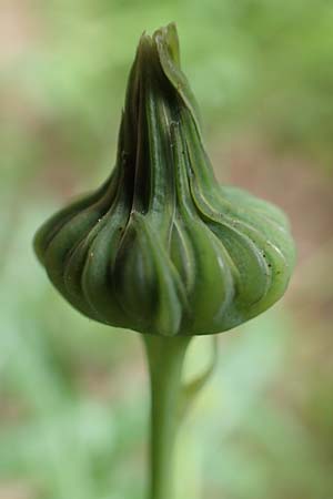 Sonchus oleraceus \ Kohl-G�nsedistel / Smooth Sow-Thistle, D Bochum 10.6.2020