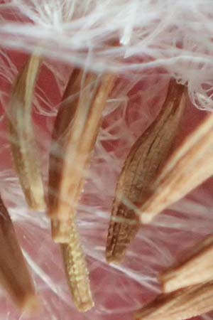 Sonchus oleraceus \ Kohl-G�nsedistel / Smooth Sow-Thistle, D Bochum 9.9.2020