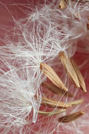 Sonchus oleraceus \ Kohl-G�nsedistel / Smooth Sow-Thistle, D Bochum 9.9.2020