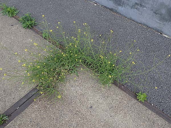 Sisymbrium orientale \ Orientalische Rauke / Eastern Rocket, D Mannheim 15.5.2021
