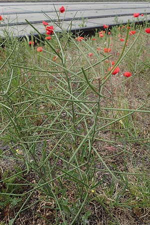 Sisymbrium orientale \ Orientalische Rauke / Eastern Rocket, D Mannheim 15.5.2021