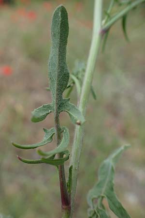 Sisymbrium orientale \ Orientalische Rauke / Eastern Rocket, D Mannheim 15.5.2021
