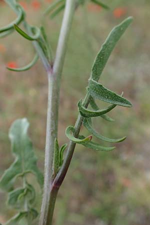 Sisymbrium orientale \ Orientalische Rauke / Eastern Rocket, D Mannheim 15.5.2021