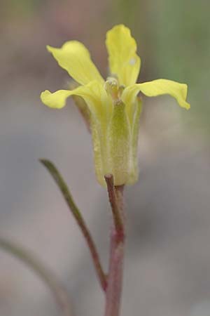 Sisymbrium orientale \ Orientalische Rauke / Eastern Rocket, D Mannheim 15.5.2021