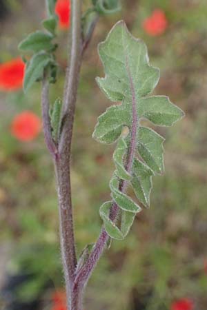Sisymbrium orientale \ Orientalische Rauke / Eastern Rocket, D Mannheim 15.5.2021