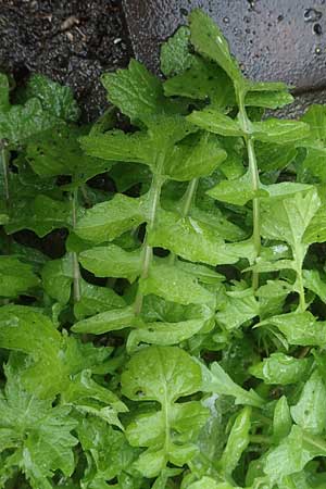 Sisymbrium orientale \ Orientalische Rauke / Eastern Rocket, D Mannheim 15.5.2021