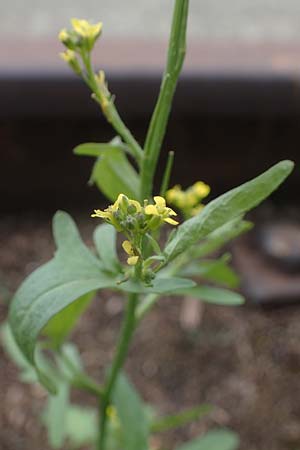 Sisymbrium officinale \ Weg-Rauke / Hedge Mustard, D Mannheim 22.5.2021