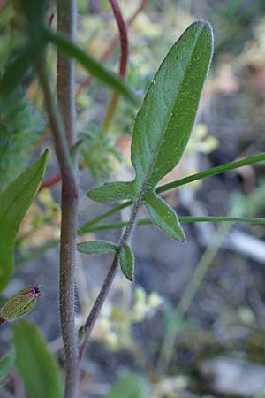 Sisymbrium orientale \ Orientalische Rauke / Eastern Rocket, D Mannheim 18.4.2022