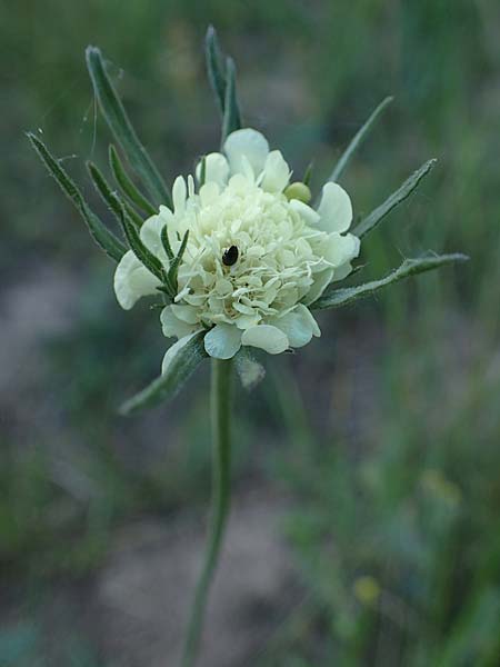 Scabiosa ochroleuca \ Gelbe Skabiose / Yellow Scabious, D Sachsen-Anhalt, S&uuml;&szlig;er See 7.6.2022