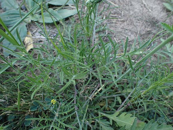 Scabiosa ochroleuca \ Gelbe Skabiose / Yellow Scabious, D Sachsen-Anhalt, S&uuml;&szlig;er See 7.6.2022