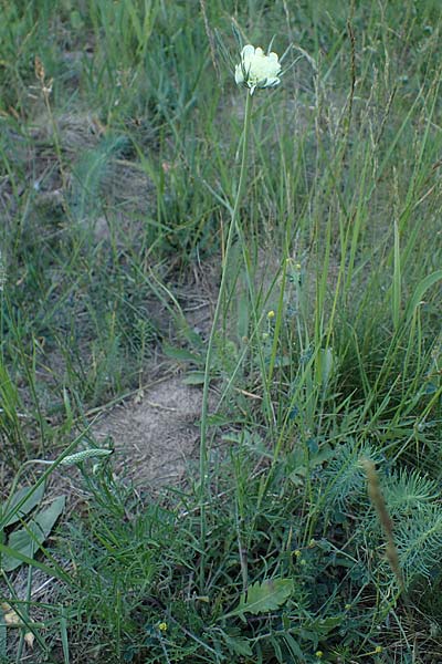 Scabiosa ochroleuca \ Gelbe Skabiose / Yellow Scabious, D Sachsen-Anhalt, S&uuml;&szlig;er See 7.6.2022