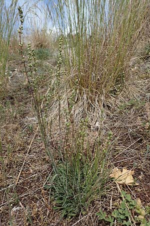 Silene otites \ Ohrl�ffel-Leimkraut / Spanish Catchfly, D Th&uuml;ringen, Bad Frankenhausen 8.6.2022