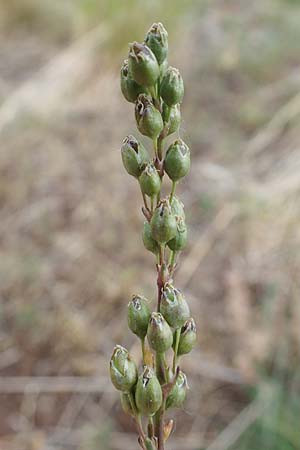 Silene otites \ Ohrl�ffel-Leimkraut / Spanish Catchfly, D Th&uuml;ringen, Bad Frankenhausen 8.6.2022