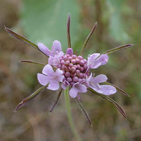 Scabiosa columbaria \ Tauben-Skabiose / Small Scabious, D Th&uuml;ringen, Heldrungen 16.6.2023