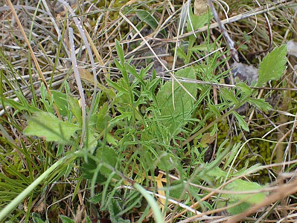 Scabiosa columbaria \ Tauben-Skabiose / Small Scabious, D Th&uuml;ringen, Heldrungen 16.6.2023