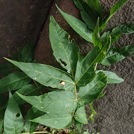 Sophora japonica \ Japanischer Schnurbaum / Japanese Pagoda Tree, D Ludwigshafen 20.9.2023