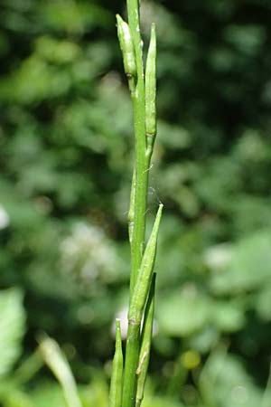 Sisymbrium officinale \ Weg-Rauke / Hedge Mustard, D Mannheim 7.6.2024