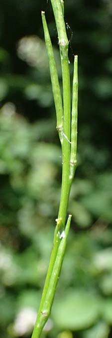 Sisymbrium officinale \ Weg-Rauke / Hedge Mustard, D Mannheim 7.6.2024