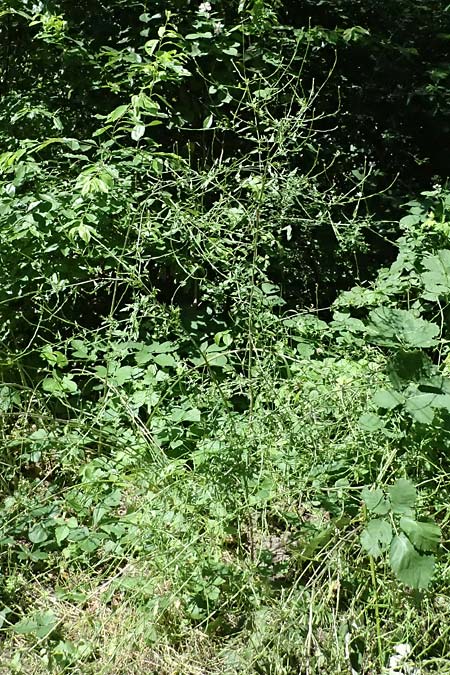 Sisymbrium officinale \ Weg-Rauke / Hedge Mustard, D Mannheim 7.6.2024