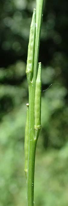 Sisymbrium officinale \ Weg-Rauke / Hedge Mustard, D Mannheim 7.6.2024