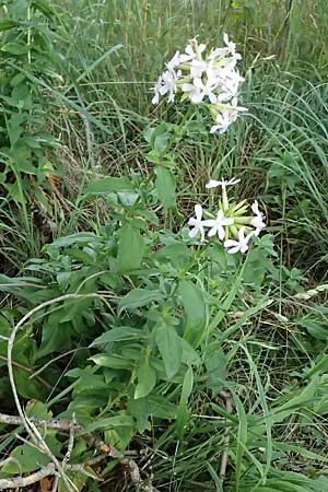 Saponaria officinalis \ Gemeines Seifenkraut / Soapwort, D Viernheim 16.7.2025