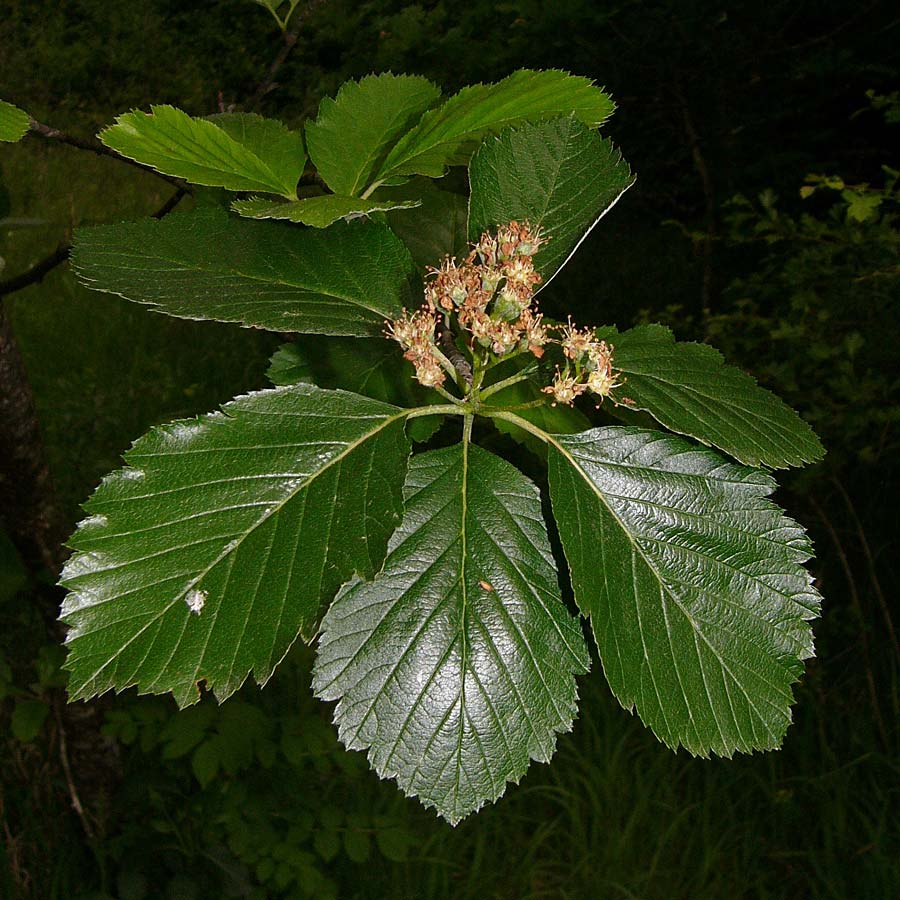 Sorbus lonetalensis \ Lonetal-Mehlbeere / Lonetal Whitebeam, D Lonetal bei/near Bissingen 31.5.2014 (Photo: Thomas Meyer)