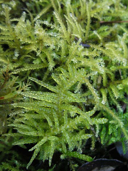 Scleropodium purum \ Gemeines Gr�nst�ngelmoos / Feather Moss, D Marbach-Stausee 3.12.2006