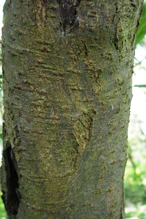 Salix purpurea \ Purpur-Weide / Purple Willow, D Rastatt 28.4.2007