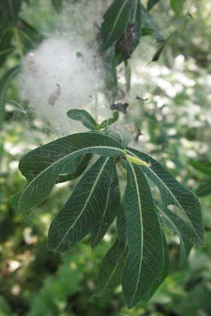 Salix purpurea \ Purpur-Weide / Purple Willow, D Rastatt 28.4.2007
