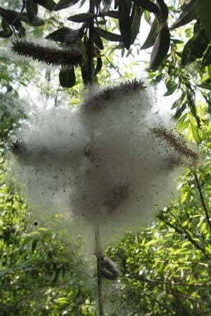 Salix purpurea \ Purpur-Weide / Purple Willow, D Rastatt 28.4.2007