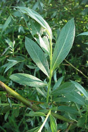 Salix purpurea \ Purpur-Weide / Purple Willow, D Rastatt 28.4.2007