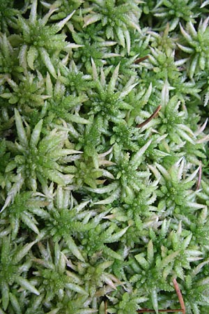 Sphagnum palustre \ Sumpf-Torfmoos / Prairie Sphagnum, D Ramsen Eiswoog 20.7.2008