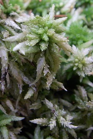 Sphagnum palustre \ Sumpf-Torfmoos / Prairie Sphagnum, D Ramsen Eiswoog 20.7.2008