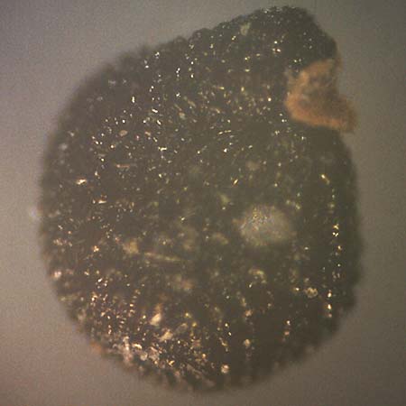 Portulaca papillatostellulata \ Papillenfr&uuml;chtiger Portulak / Papilla-Fruited Purslane, D Pfalz, Speyer 19.10.2018