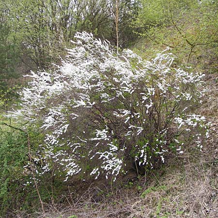 Spiraea x vanhouttei \ Pracht-Spierstrauch / Meadowsweet, D Langg&ouml;ns 25.4.2015
